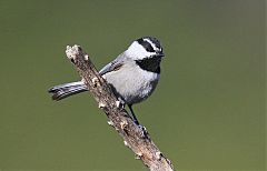 Mountain Chickadee